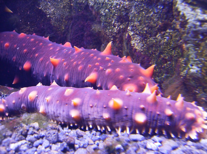 Biodiversity Hall tanks