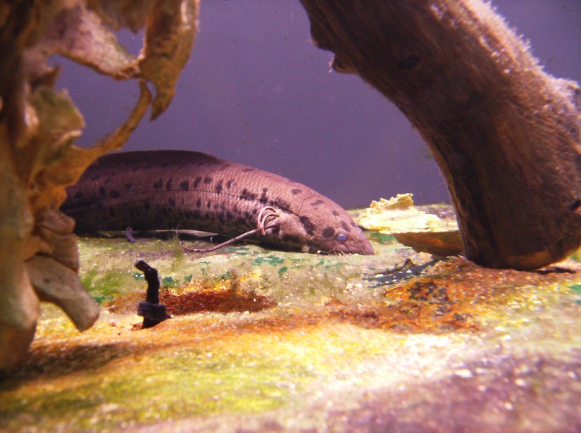 Biodiversity Hall tanks