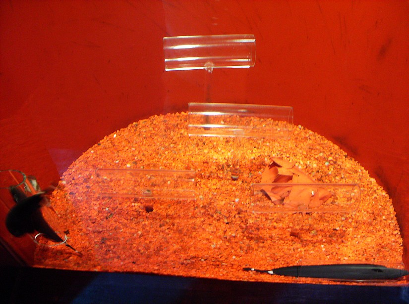 Biodiversity Hall tanks