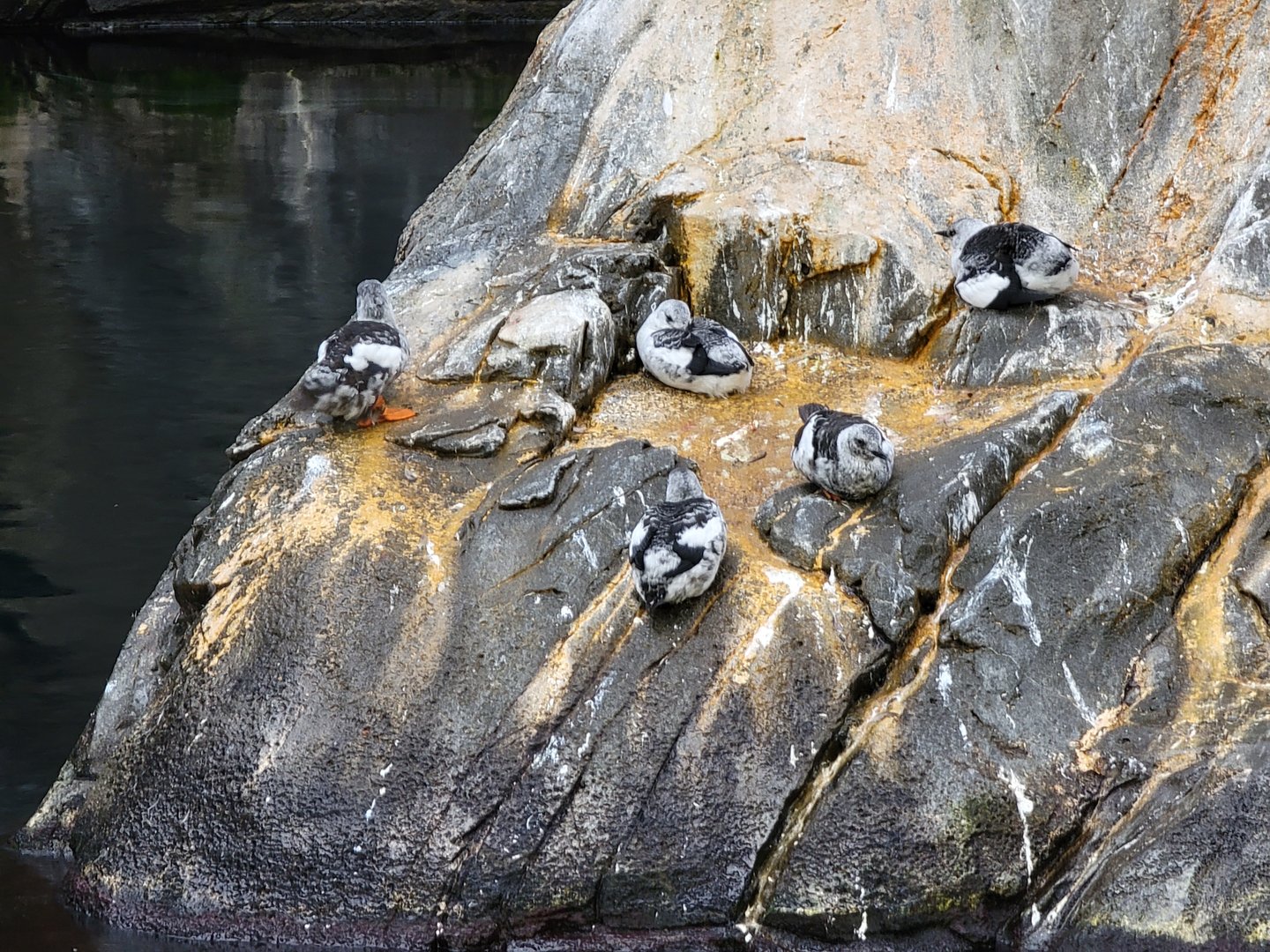Biodôme Montréal - Gulf of St. Lawrence - Black guillemots