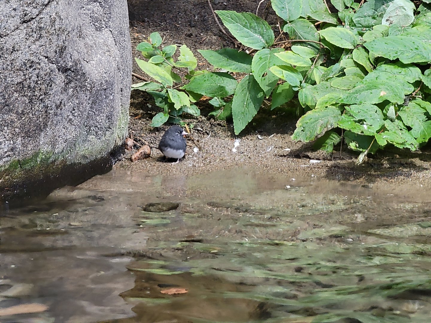 Biodôme Montréal - Gulf of St. Lawrence - Dark-eyed junco