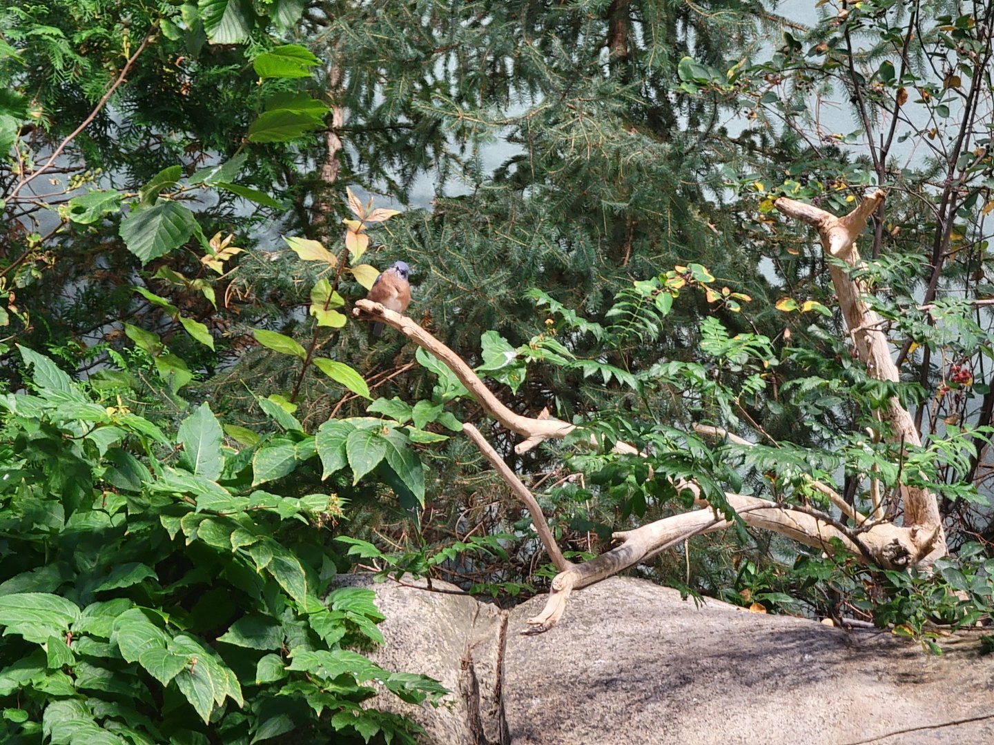 Biodôme Montréal - Gulf of St. Lawrence - Eastern bluebird