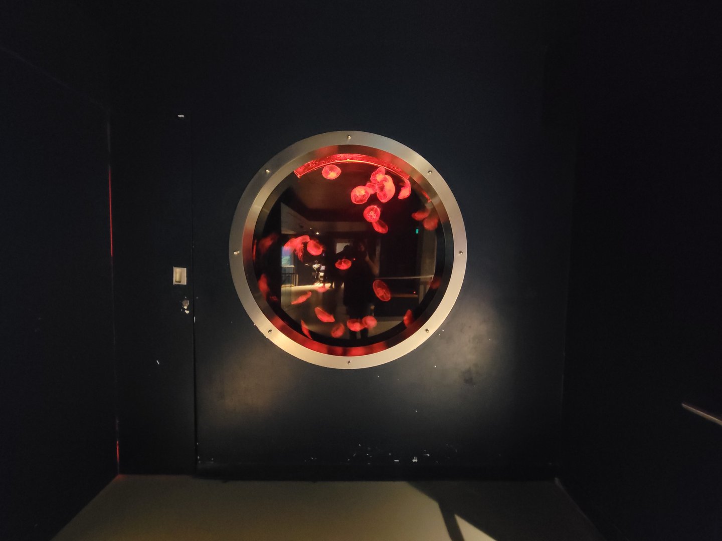 Biodôme Montréal - Gulf of St. Lawrence - Moon jellies