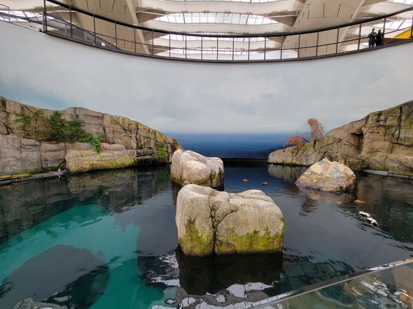 Biodôme Montréal - Gulf of St. Lawrence - Mostly common eiders