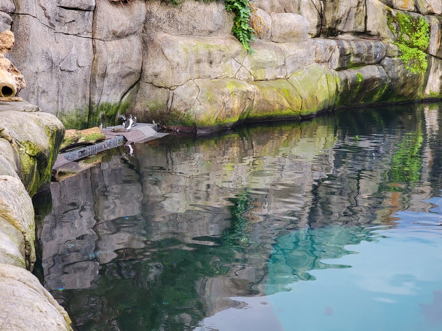 Biodôme Montréal - Gulf of St. Lawrence - Razorbills