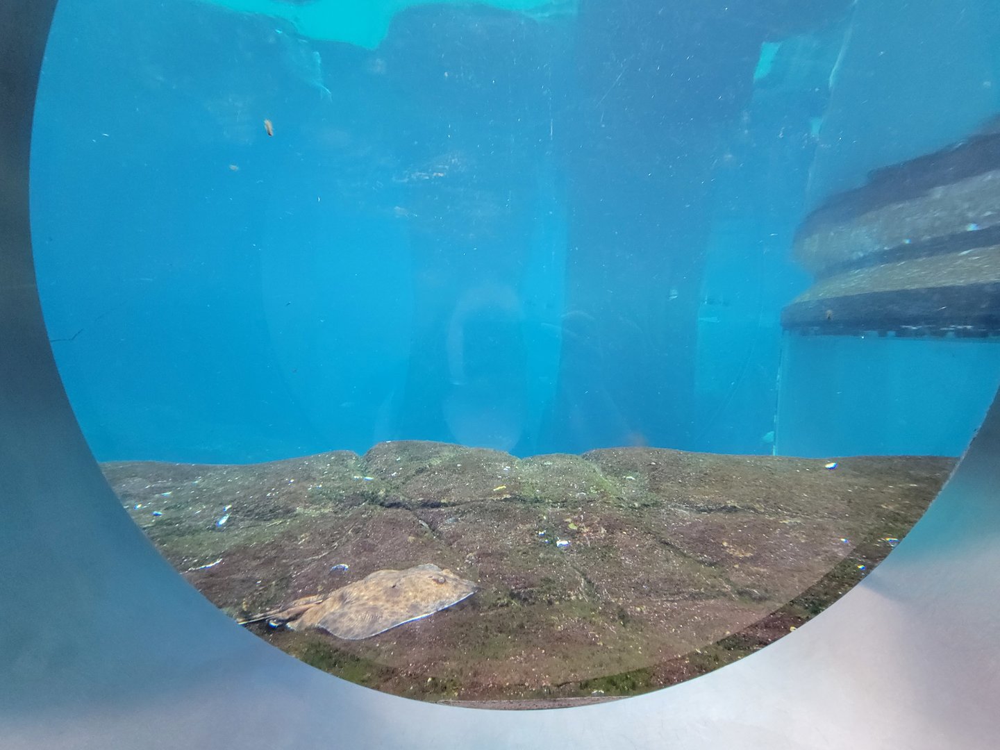 Biodôme Montréal - Gulf of St. Lawrence - Skate viewed through porthole window you have to use a ladder for