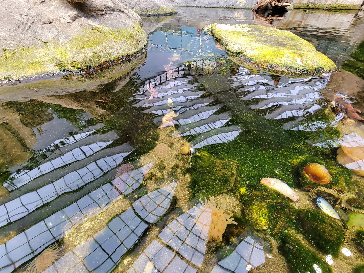 Biodôme Montréal - Gulf of St. Lawrence - Tide pool