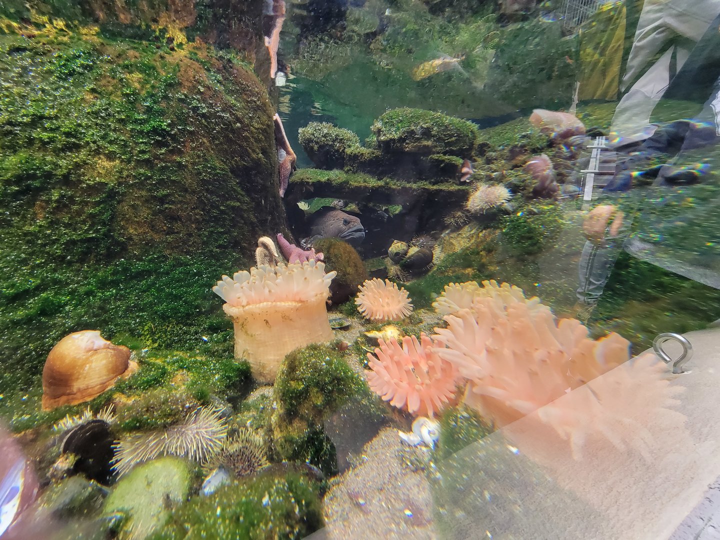 Biodôme Montréal - Gulf of St. Lawrence - Tide pool