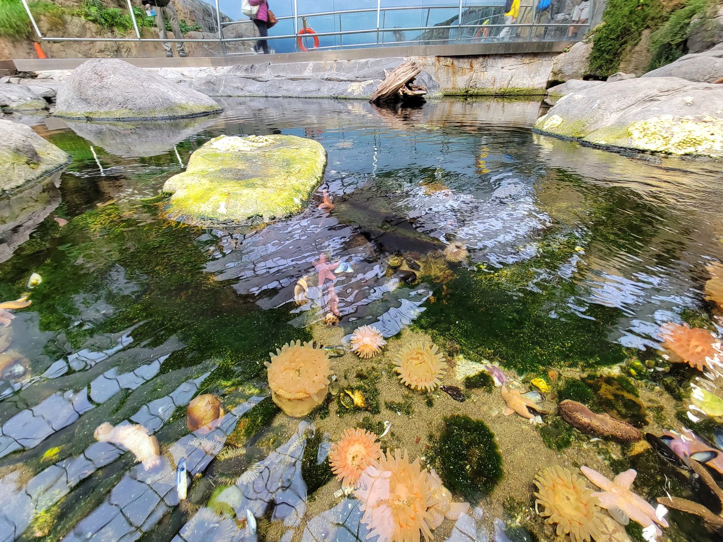 Biodôme Montréal - Gulf of St. Lawrence - Tide pool