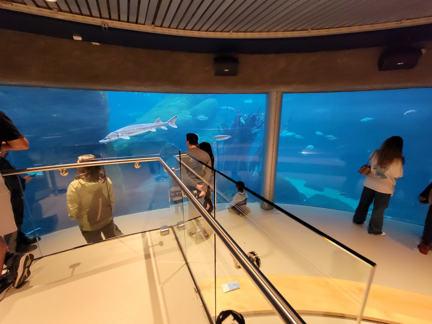 Biodôme Montréal - Gulf of St. Lawrence - Underwater viewing
