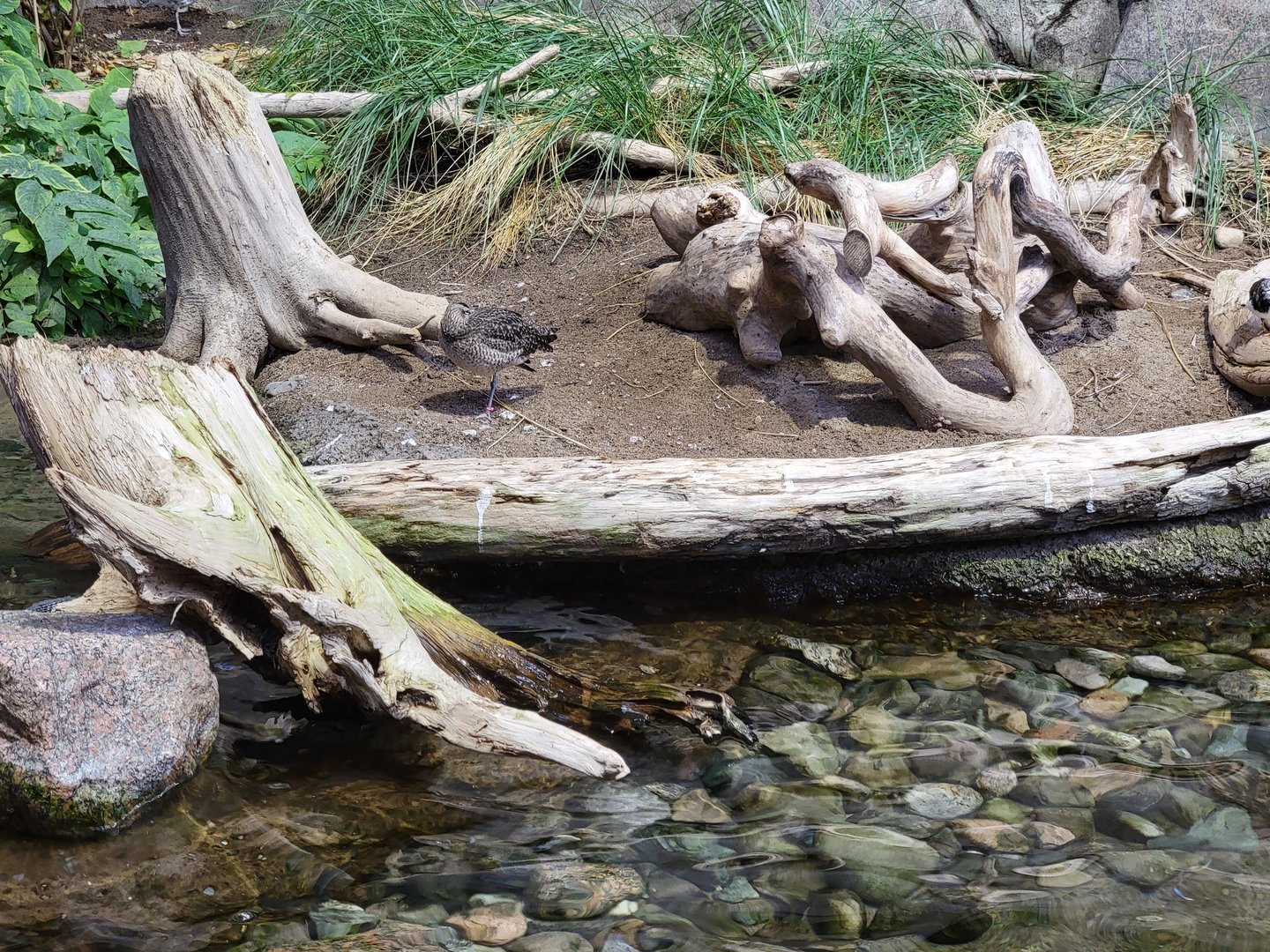 Biodôme Montréal - Gulf of St. Lawrence - Whimbrel