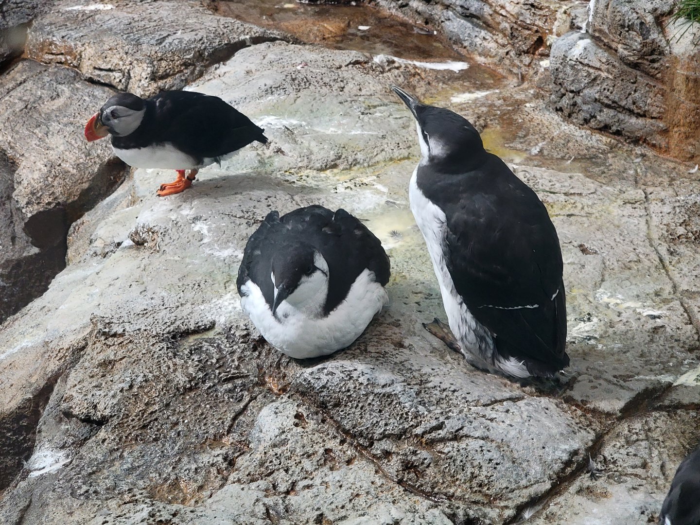 Biodôme Montréal - Labrador Coast - Atlantic puffin and common murres