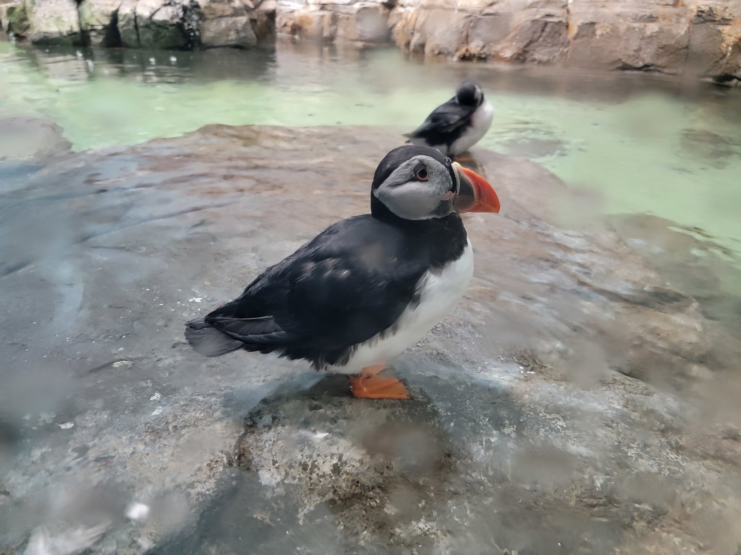 Biodôme Montréal - Labrador Coast - Atlantic puffin