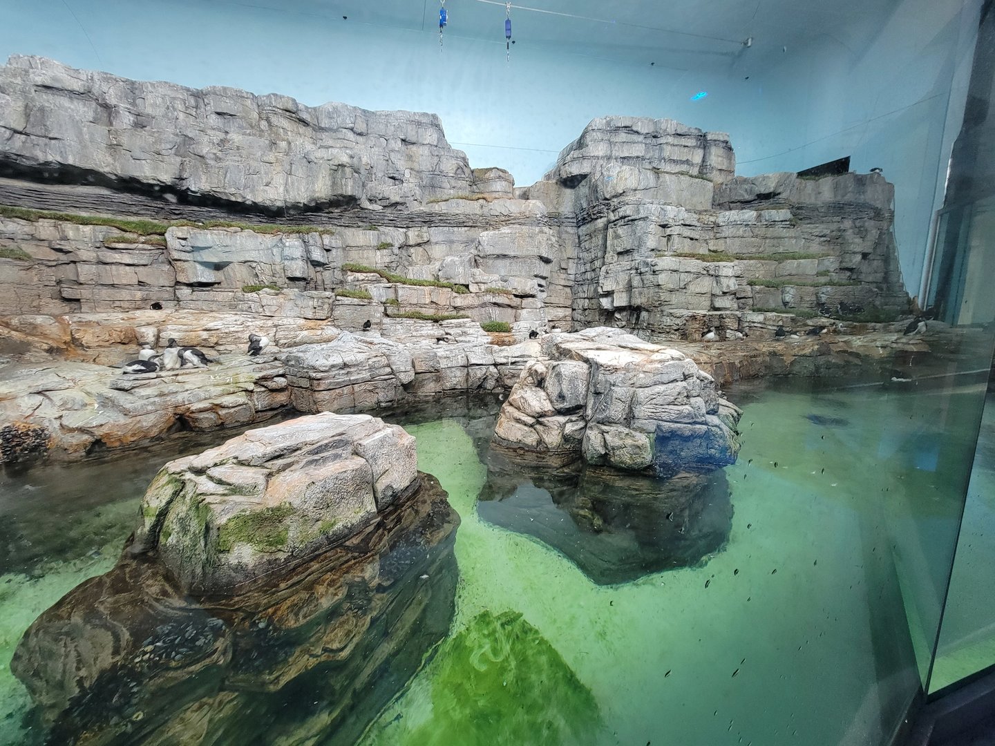 Biodôme Montréal - Labrador Coast - Atlantic puffins and common murres