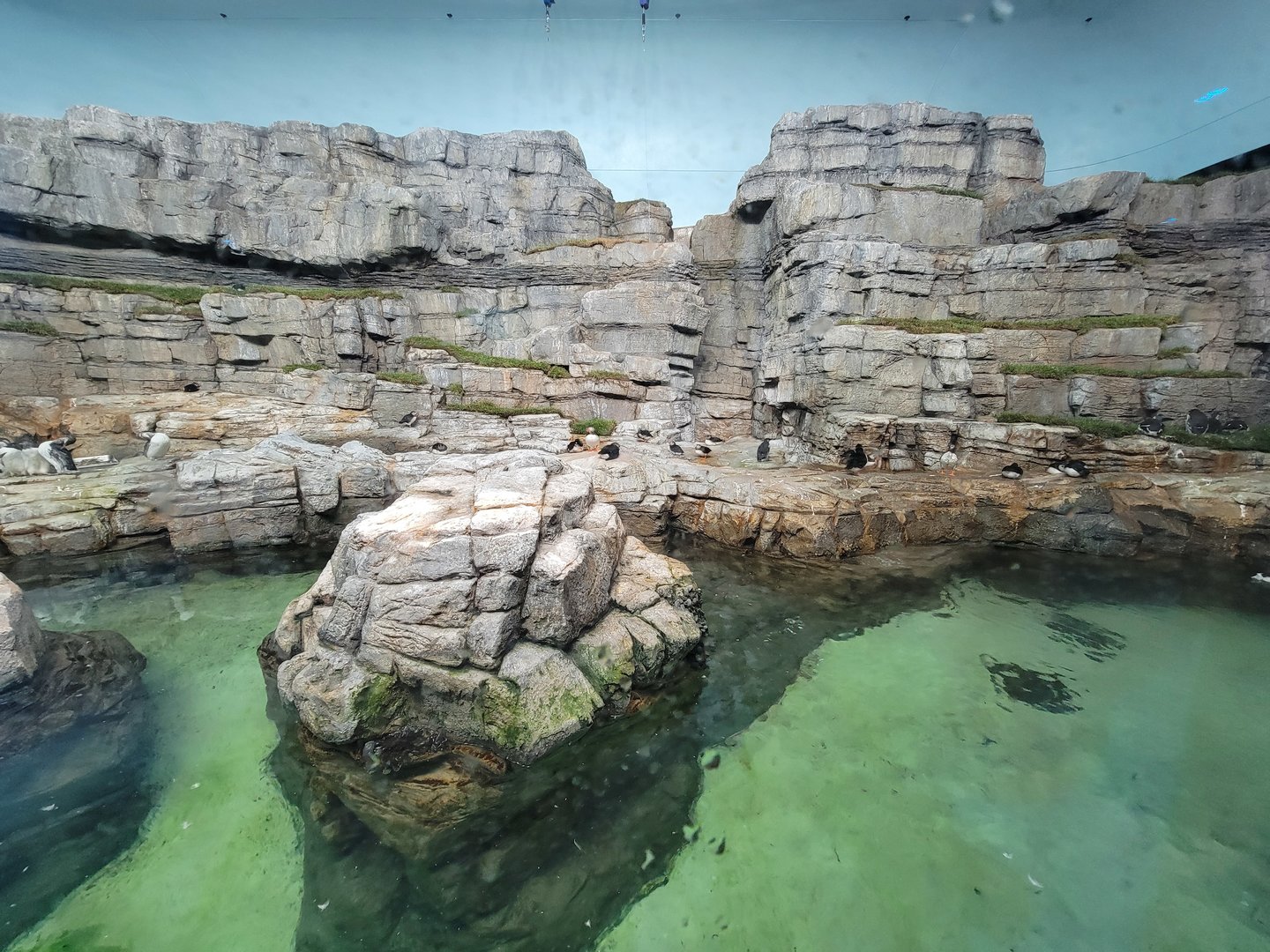 Biodôme Montréal - Labrador Coast - Atlantic puffins and common murres