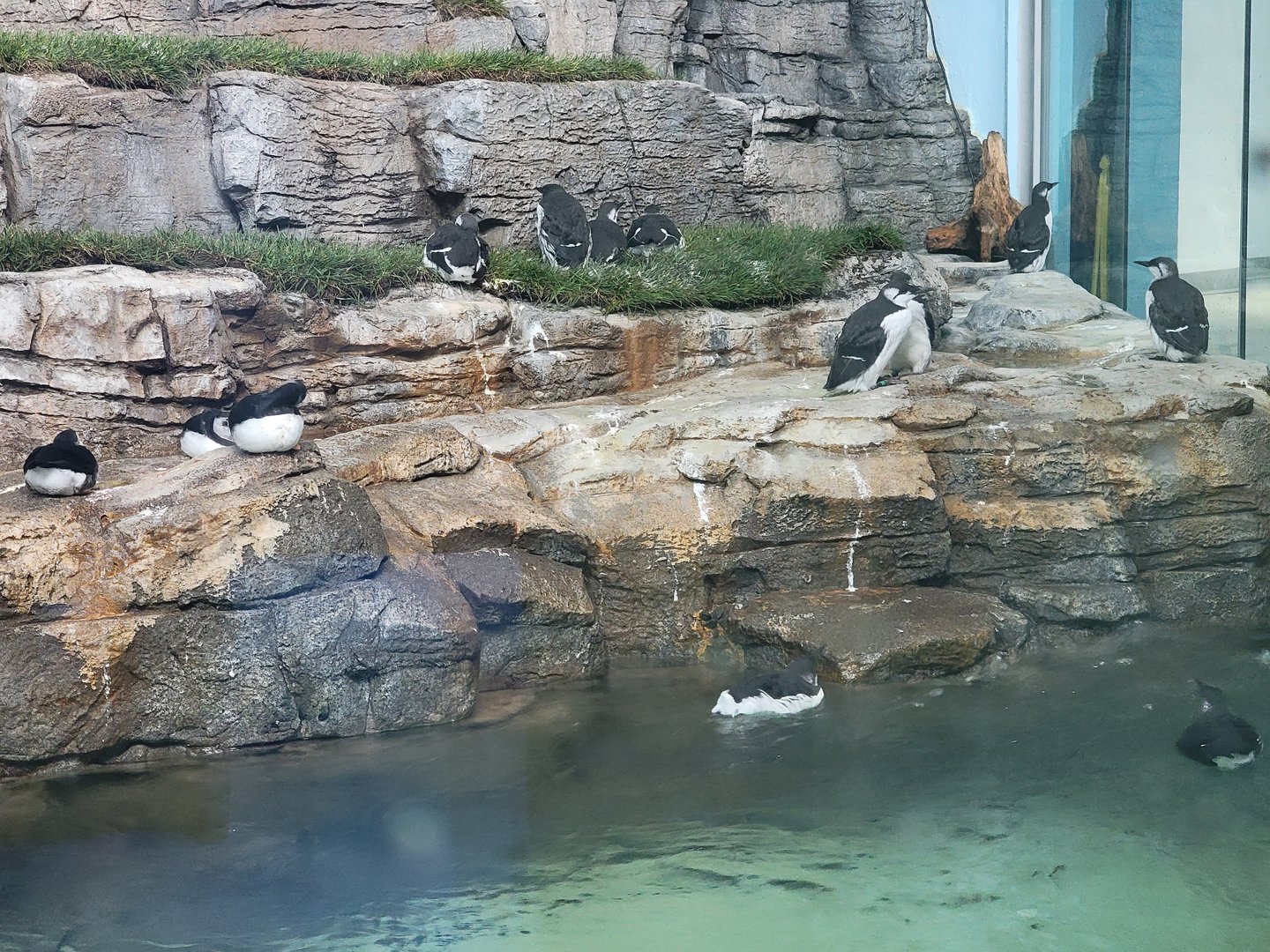 Biodôme Montréal - Labrador Coast - Atlantic puffins and common murres