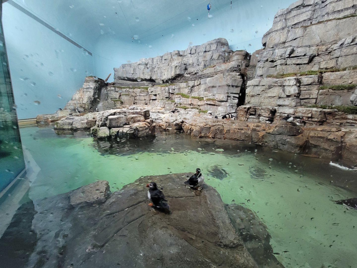 Biodôme Montréal - Labrador Coast - Atlantic puffins and common murres