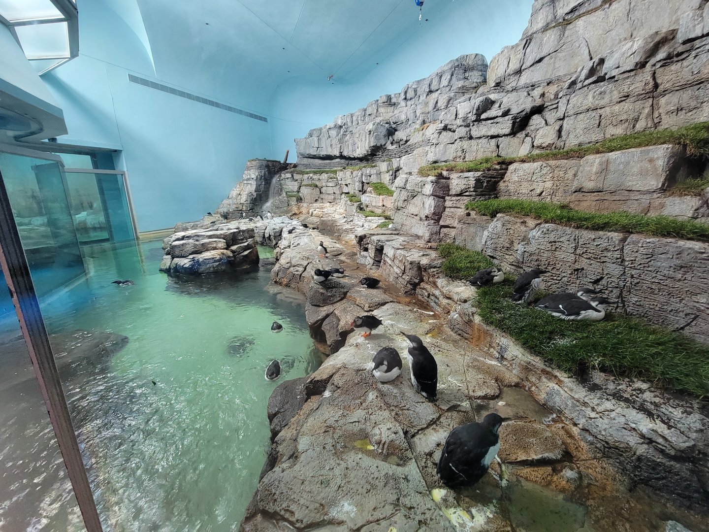 Biodôme Montréal - Labrador Coast - Atlantic puffins and common murres