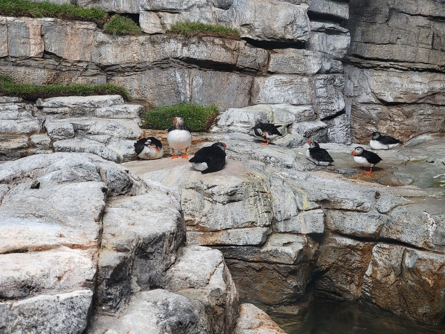 Biodôme Montréal - Labrador Coast - Atlantic puffins