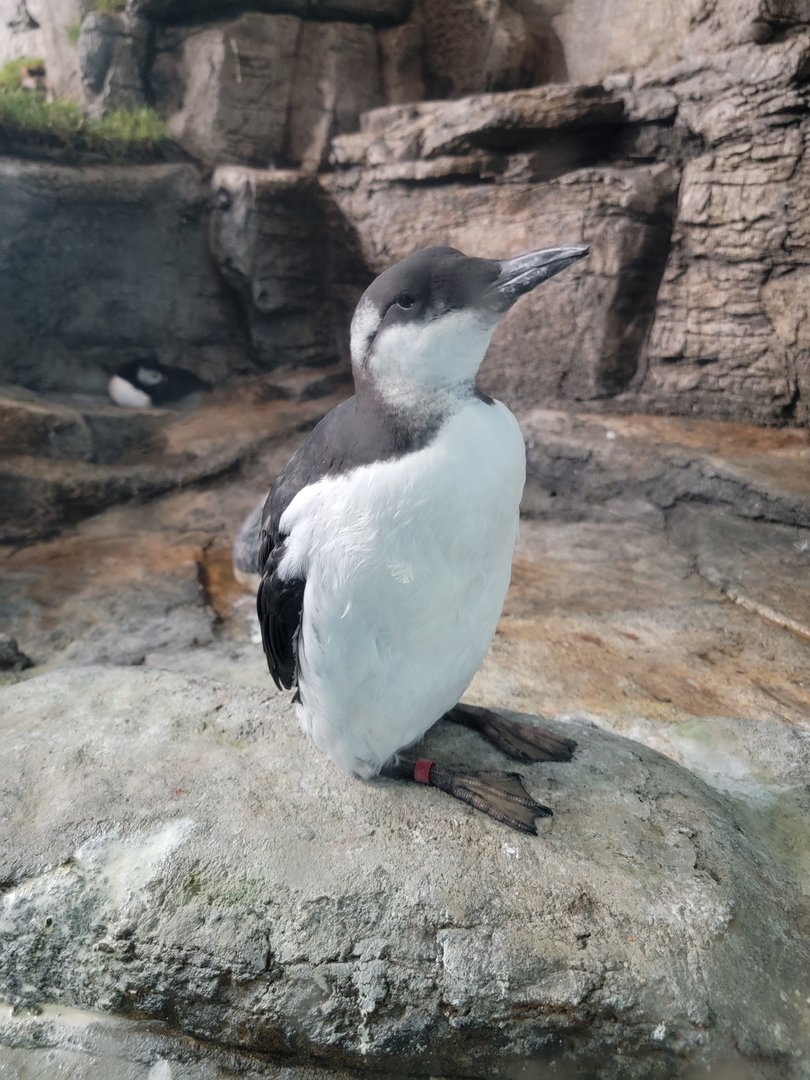 Biodôme Montréal - Labrador Coast - Common murre