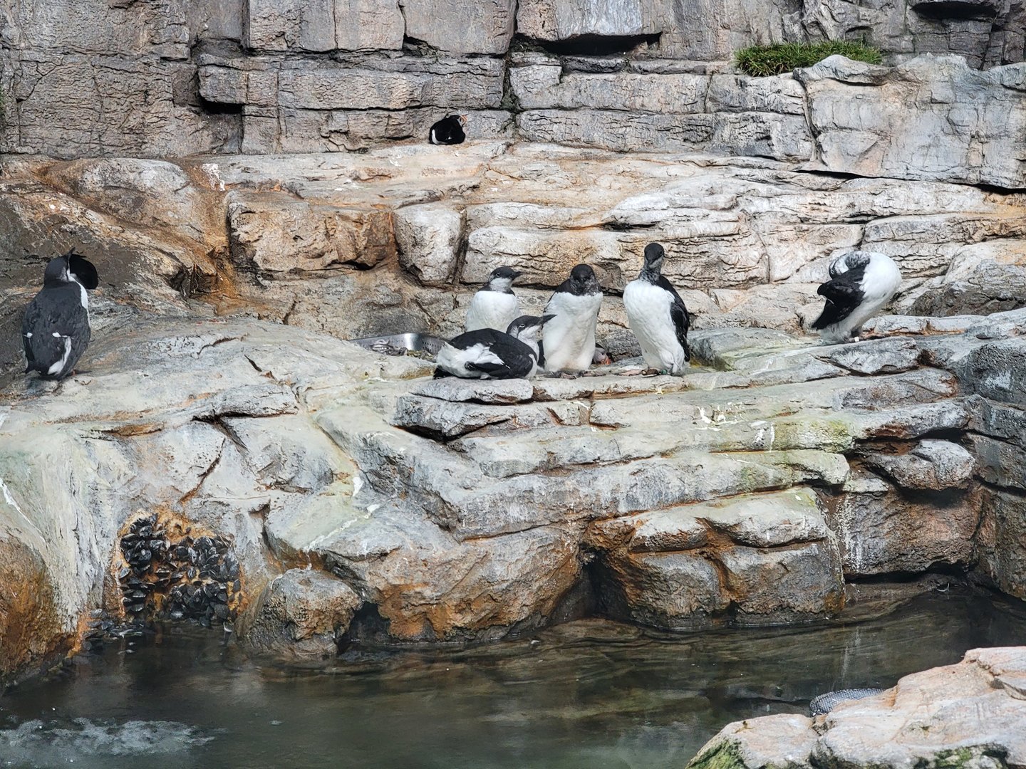 Biodôme Montréal - Labrador Coast - Common murres