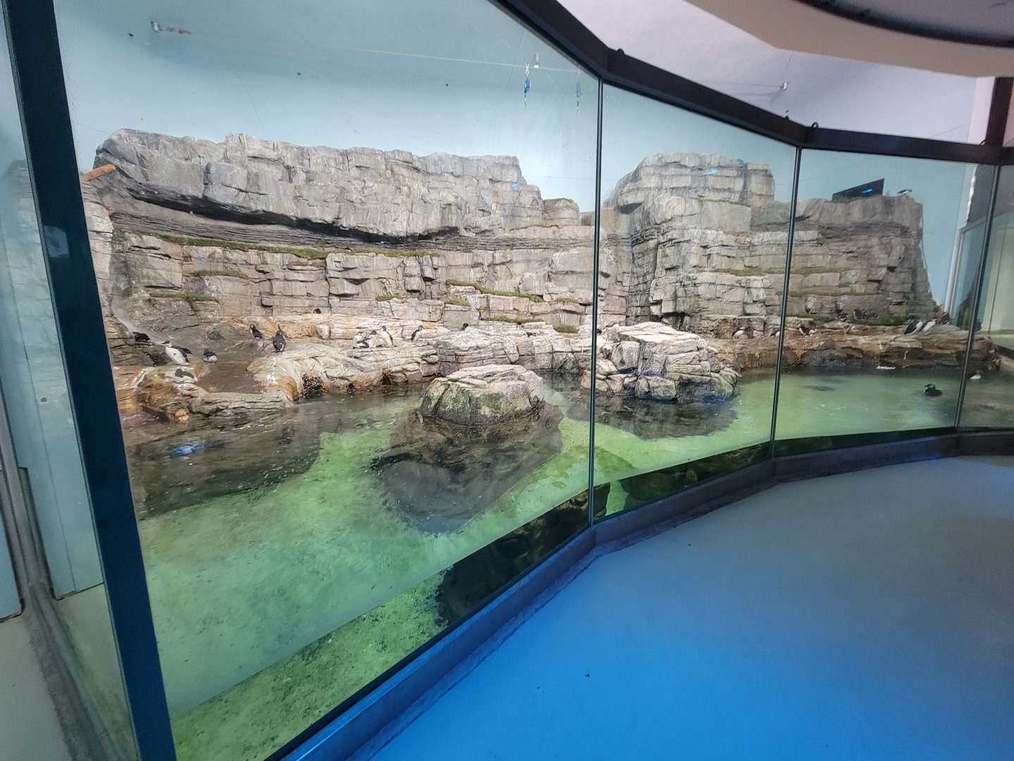 Biodôme Montréal - Labrador Coast