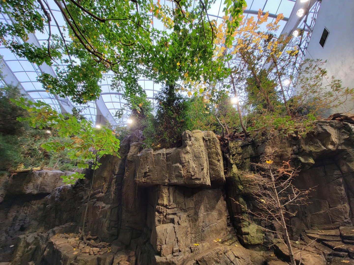 Biodôme Montréal - Laurentian Maple Forest - Above North American river otter