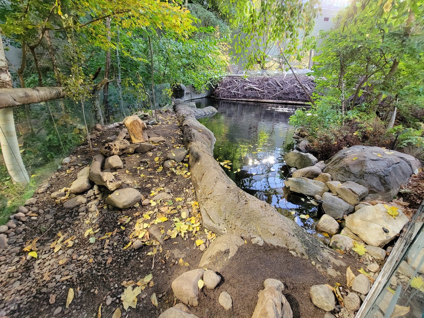 Biodôme Montréal - Laurentian Maple Forest - American beaver, fish, etc