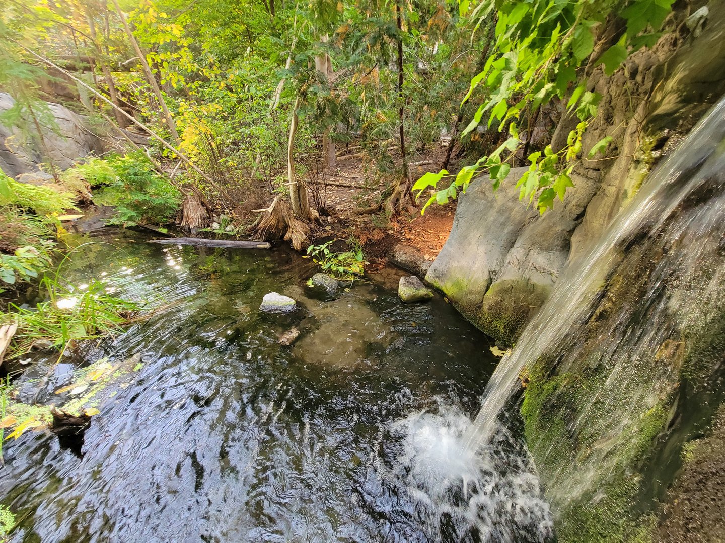 Biodôme Montréal - Laurentian Maple Forest - American beaver, fish, etc