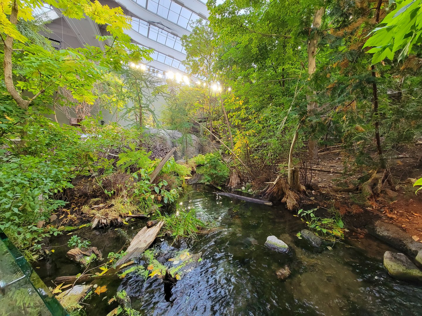 Biodôme Montréal - Laurentian Maple Forest - American beaver, fish, etc