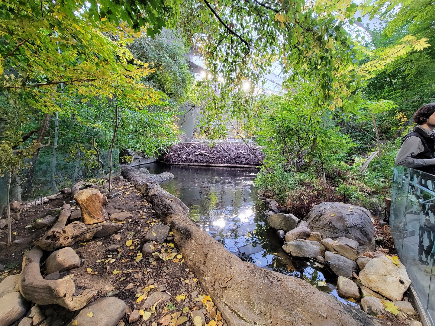 Biodôme Montréal - Laurentian Maple Forest - American beaver, fish, etc