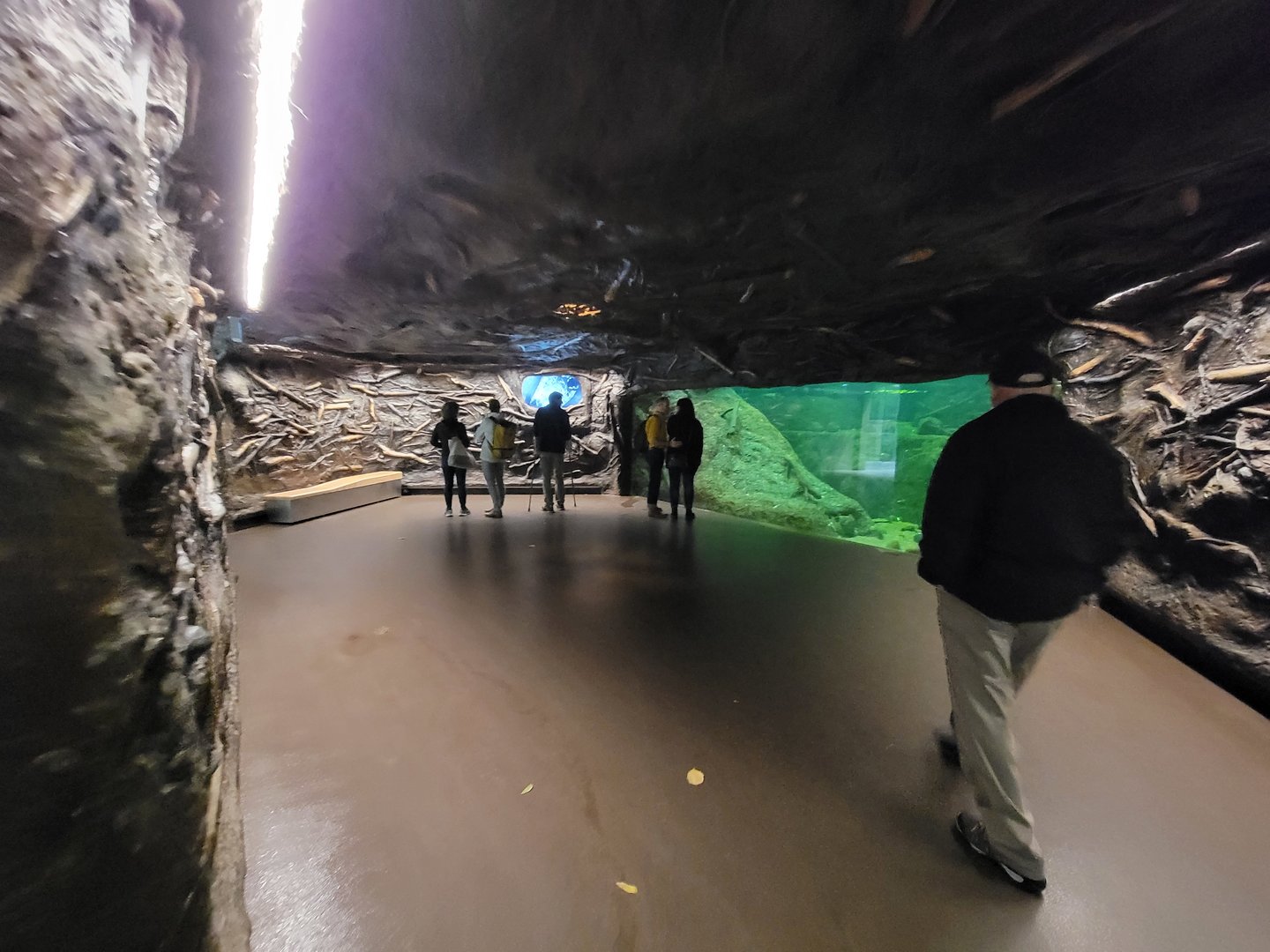 Biodôme Montréal - Laurentian Maple Forest - American Beaver underwater viewing