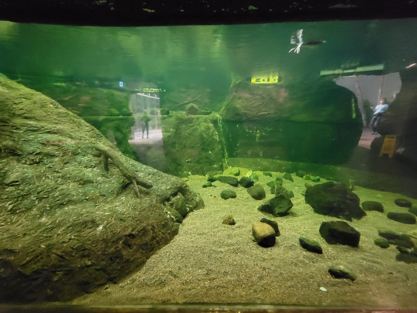 Biodôme Montréal - Laurentian Maple Forest - American Beaver underwater viewing