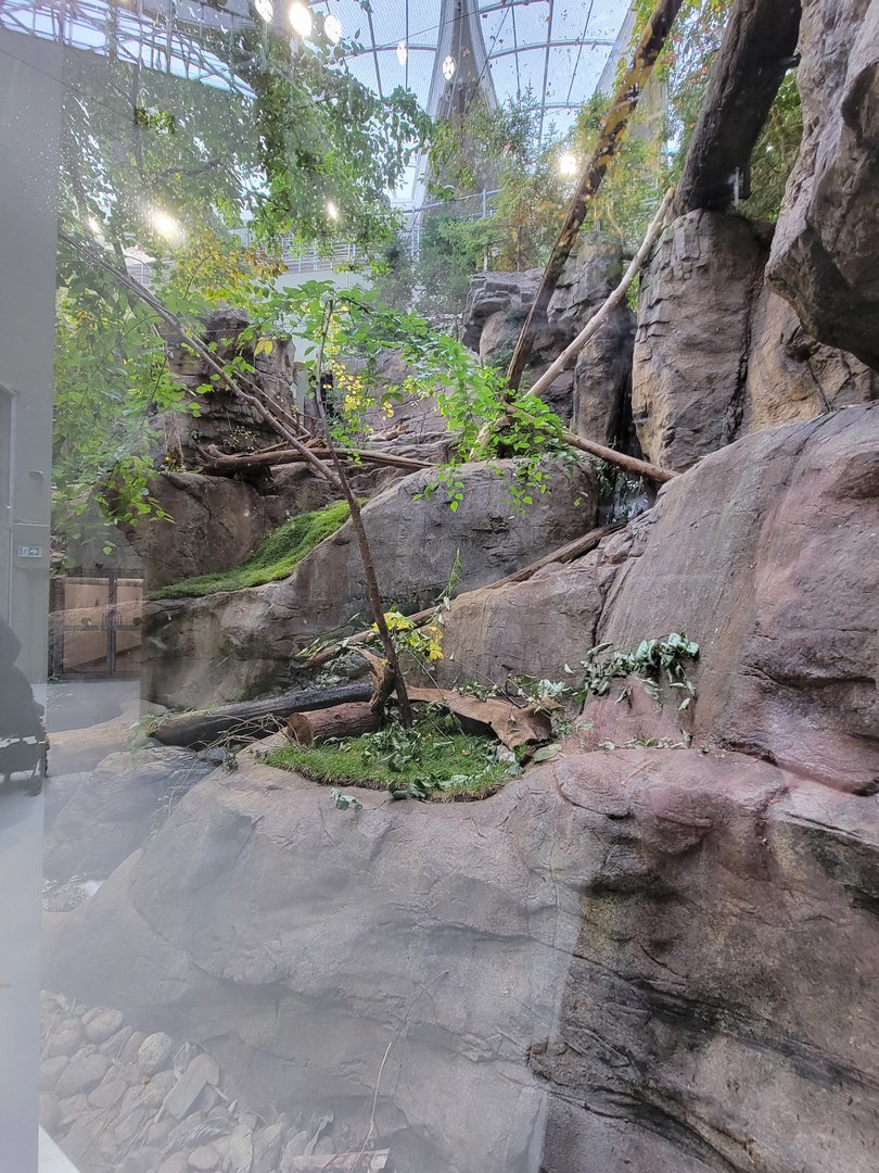 Biodôme Montréal - Laurentian Maple Forest - Canadian lynx
