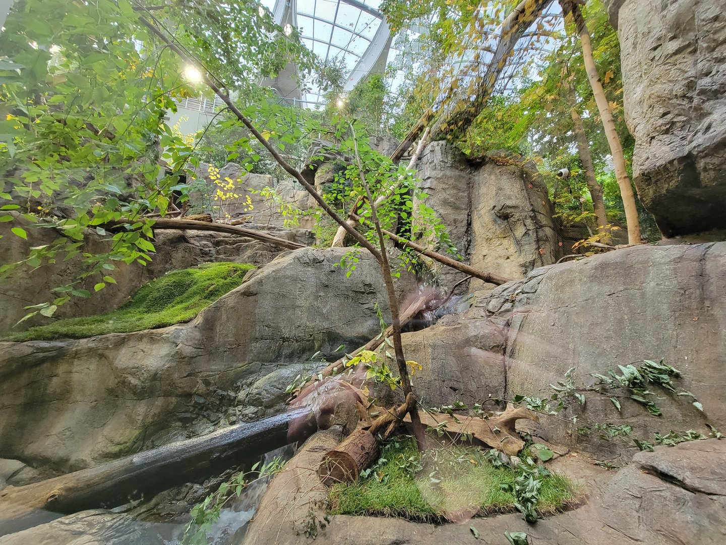 Biodôme Montréal - Laurentian Maple Forest - Canadian lynx