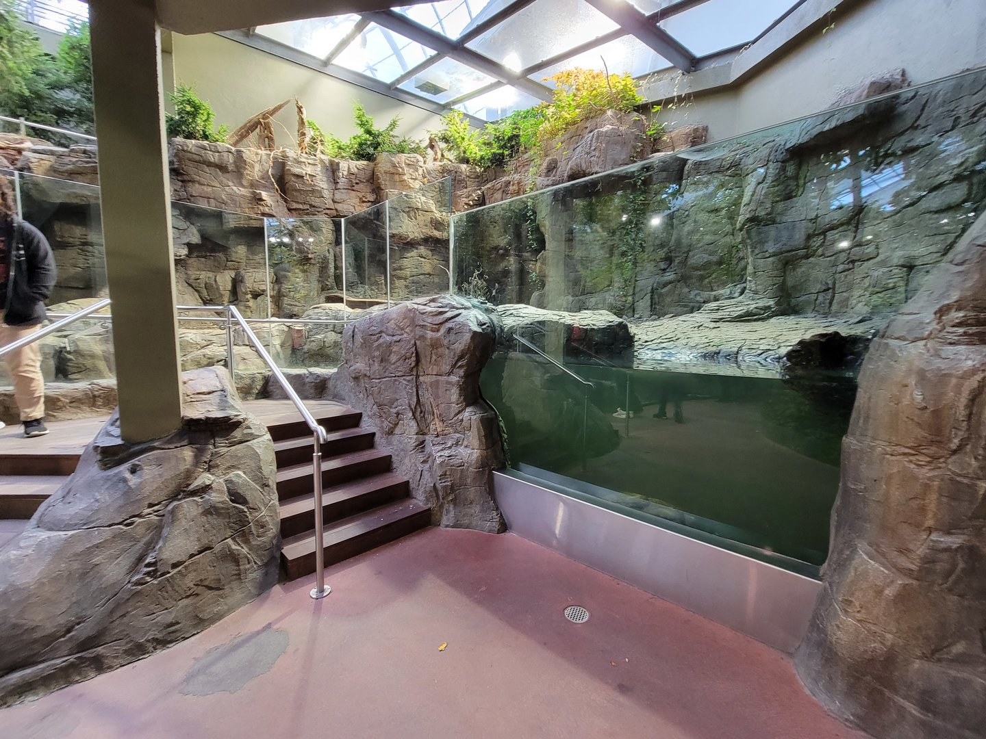 Biodôme Montréal - Laurentian Maple Forest - North American river otter