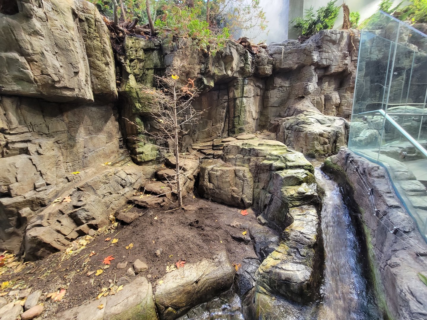 Biodôme Montréal - Laurentian Maple Forest - North American river otter