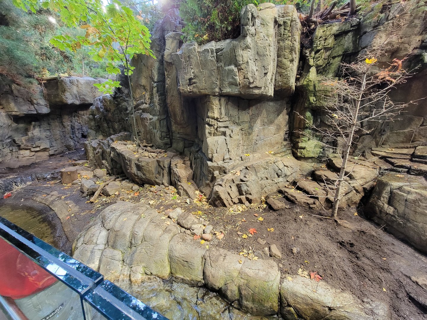 Biodôme Montréal - Laurentian Maple Forest - North American river otter
