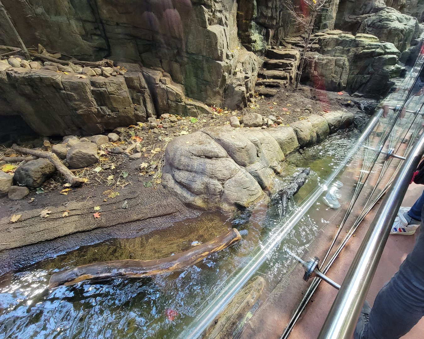 Biodôme Montréal - Laurentian Maple Forest - North American river otter