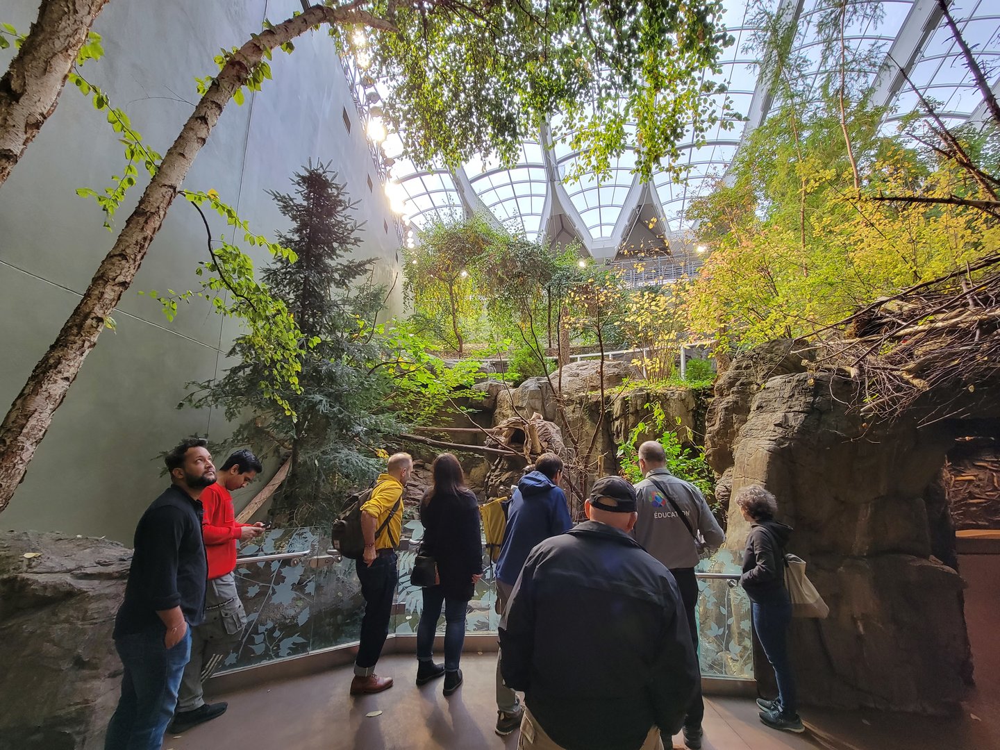 Biodôme Montréal - Laurentian Maple Forest - Northern Raccoon
