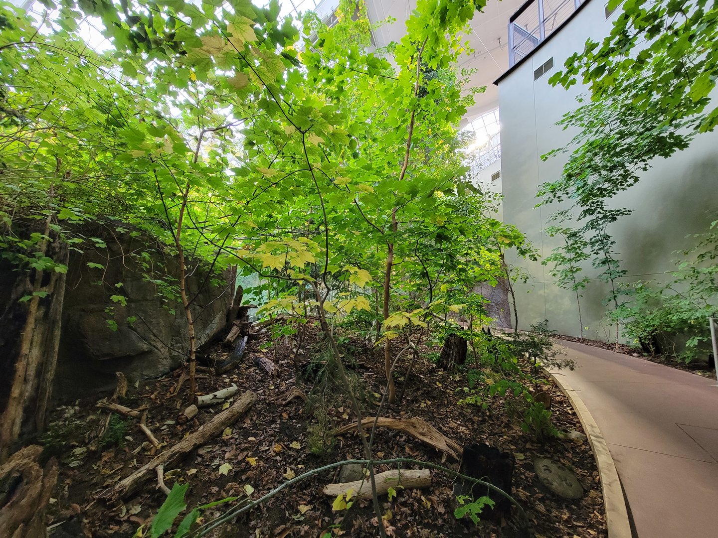 Biodôme Montréal - Laurentian Maple Forest - Path