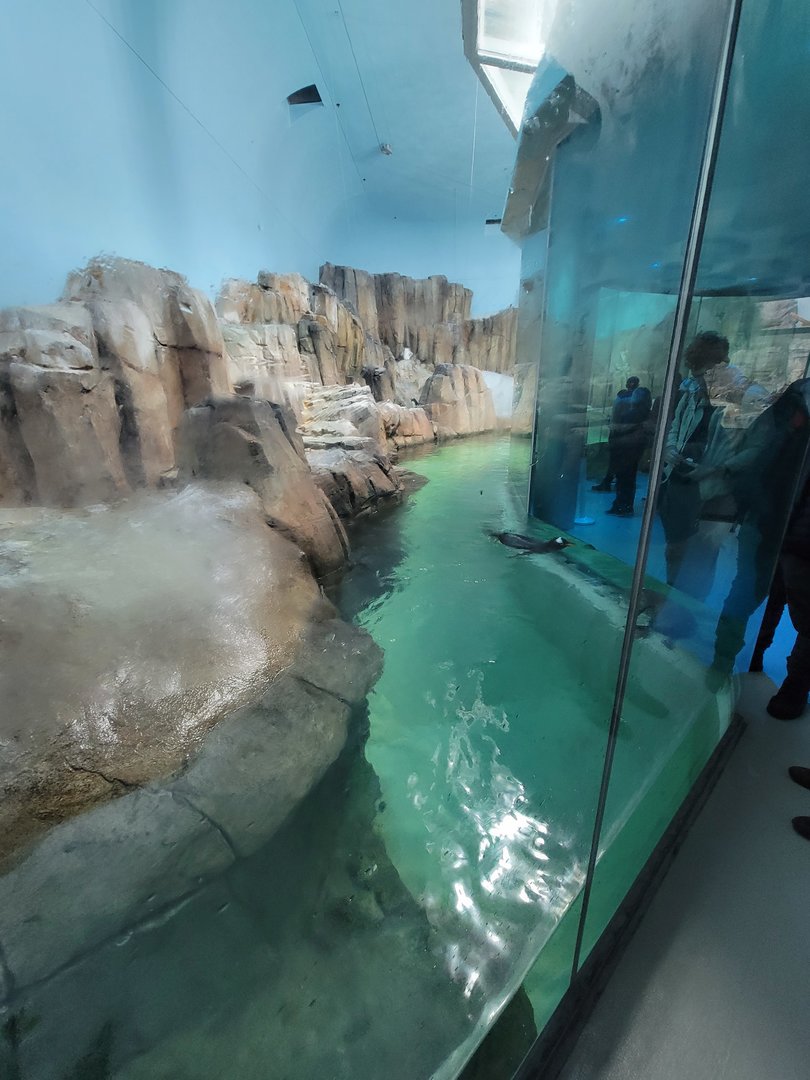 Biodôme Montréal - Sub-Antarctic Islands - A very friendly gentoo trying to get everyone's attention