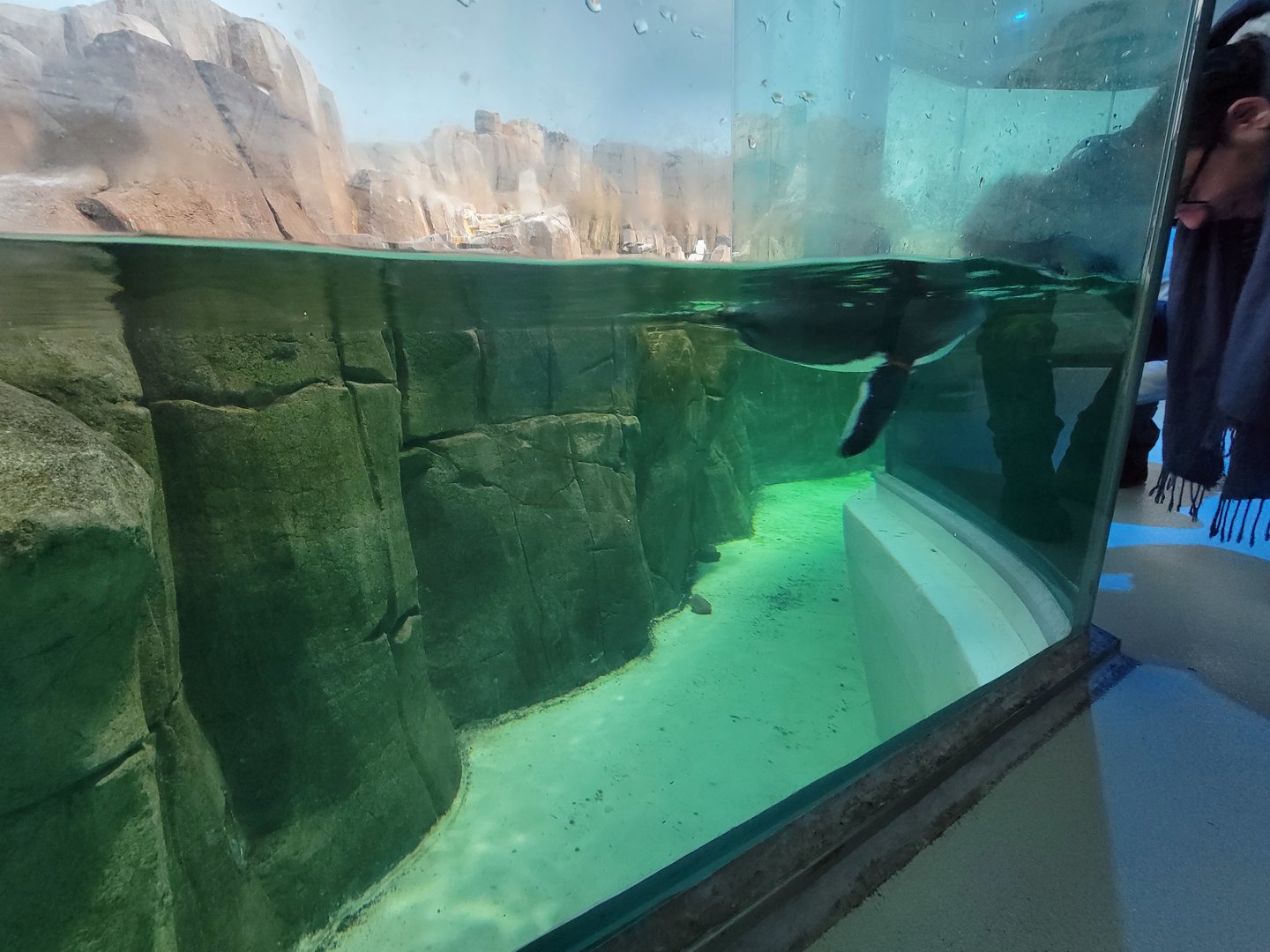Biodôme Montréal - Sub-Antarctic Islands - A very friendly gentoo trying to get everyone's attention