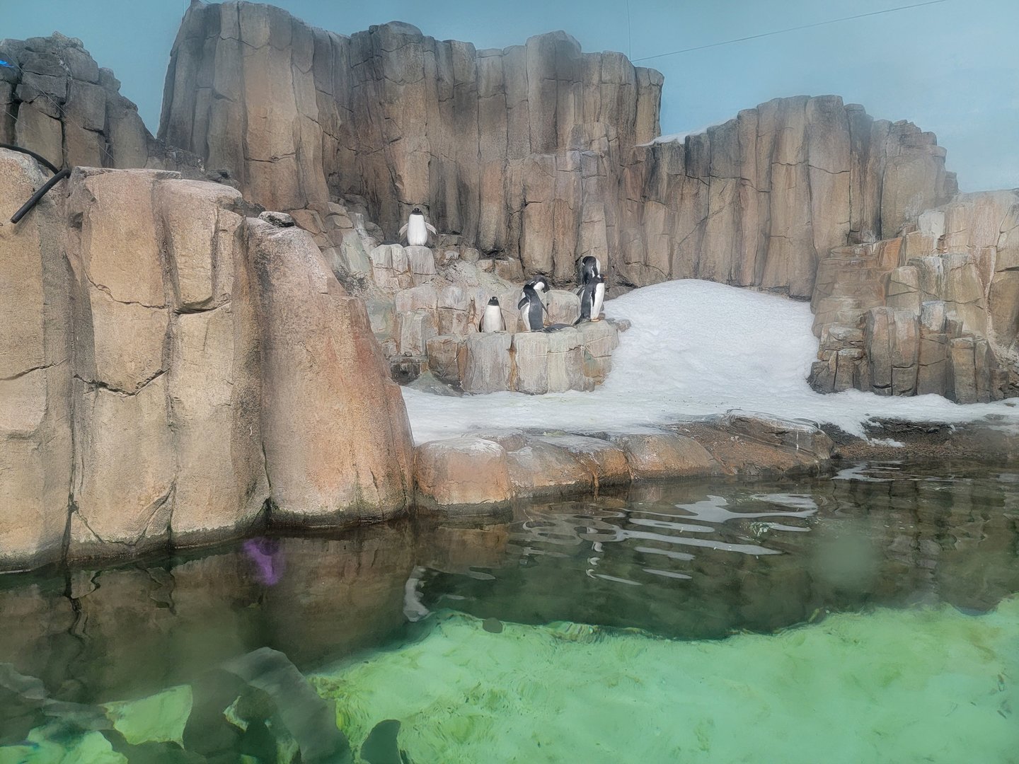 Biodôme Montréal - Sub-Antarctic Islands - Gentoos