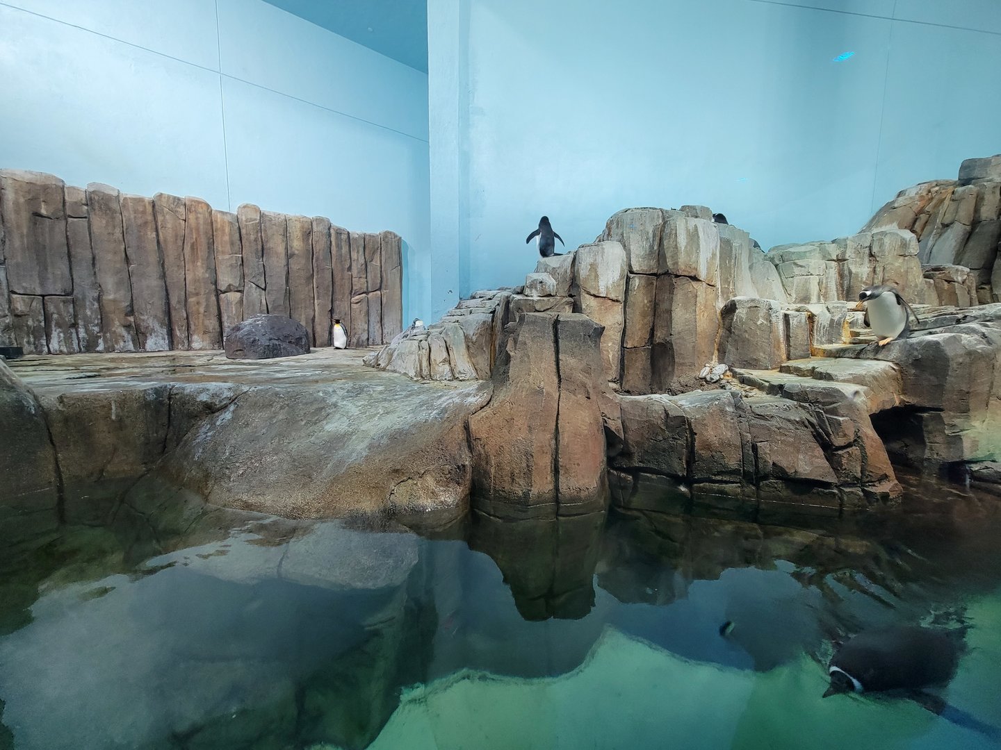 Biodôme Montréal - Sub-Antarctic Islands - King, Gentoo penguins