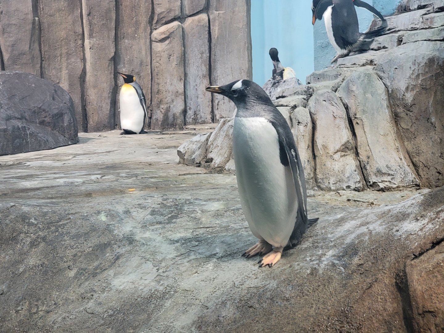 Biodôme Montréal - Sub-Antarctic Islands - King, Gentoo penguins