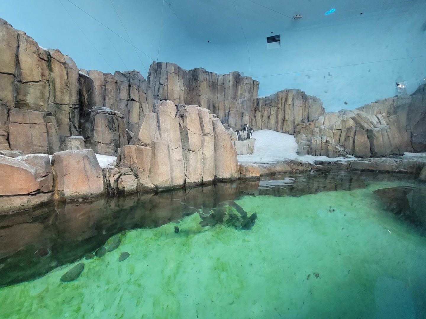Biodôme Montréal - Sub-Antarctic Islands - Macaroni penguin section