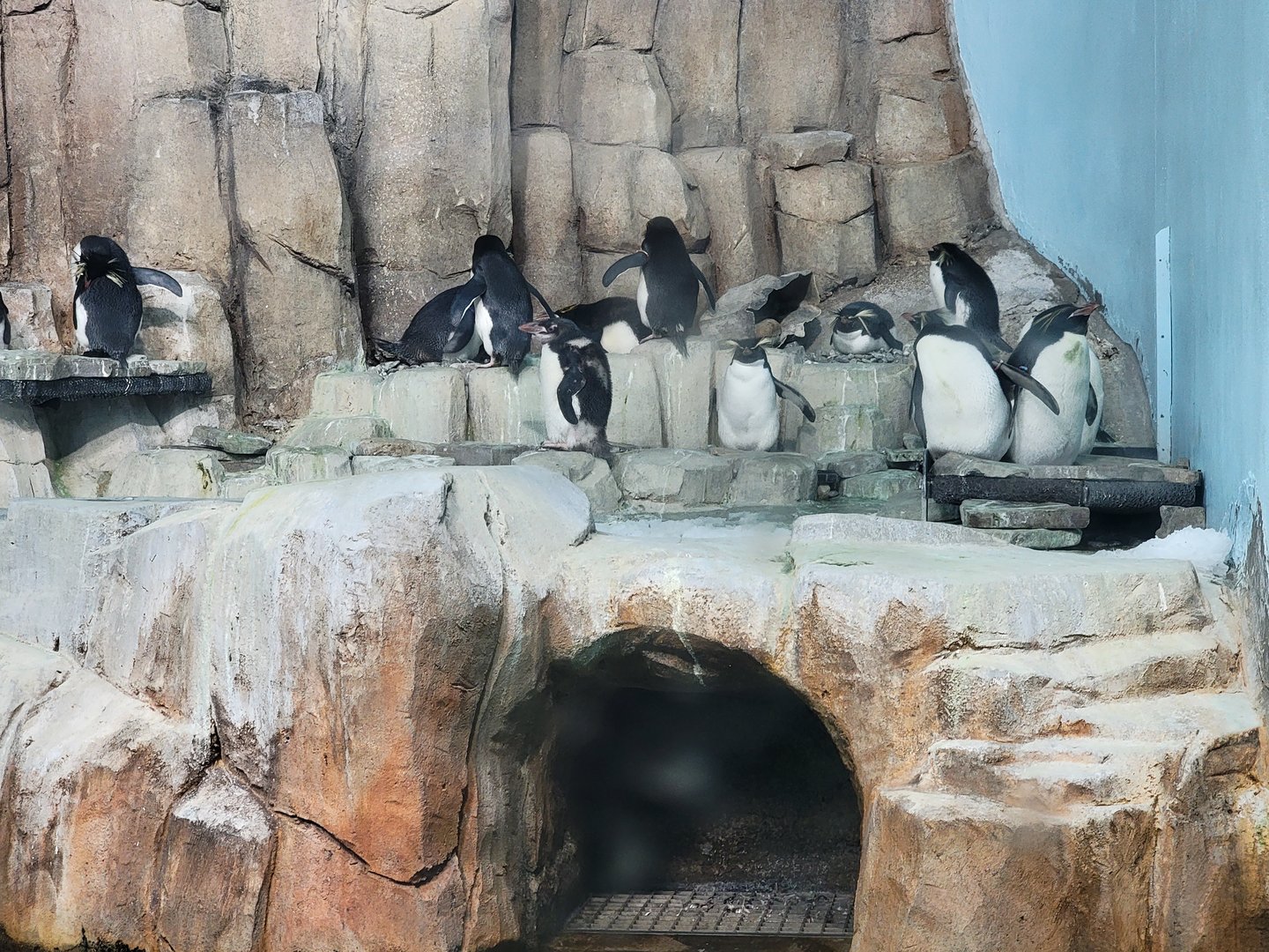 Biodôme Montréal - Sub-Antarctic Islands - Northern rockhoppers