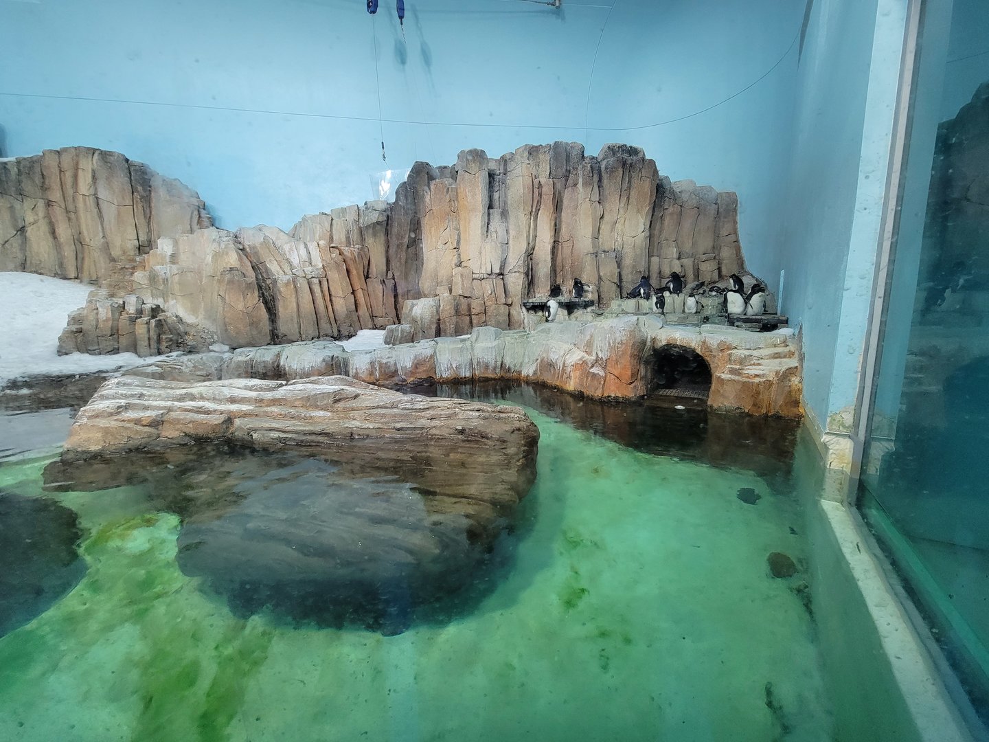 Biodôme Montréal - Sub-Antarctic Islands - Northern rockhoppers