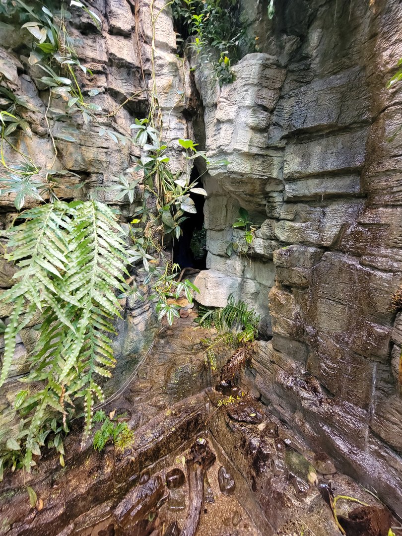 Biodôme Montréal - Tropical Rainforest - Alcove